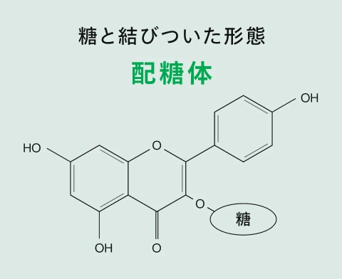 糖と結びついた形態