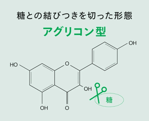 糖の結びつきを切った形態